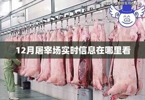 12月屠宰场实时信息查看指南